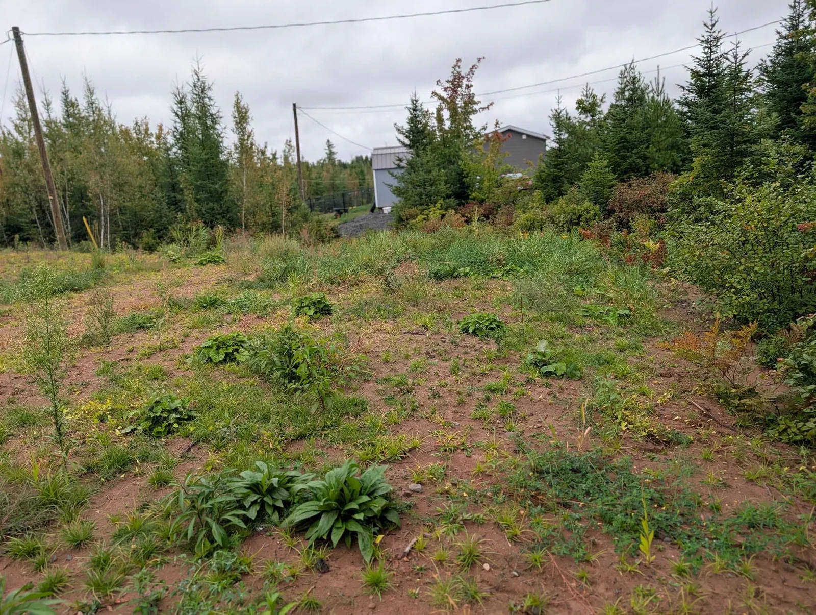 Overgrown Rusagonis yard before cleanup