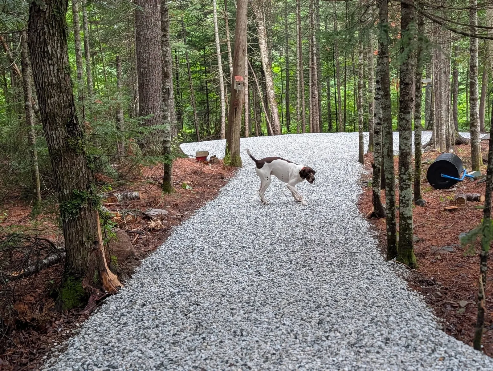 Finished woodland walkway surfaced with Platinum White and Black Granite